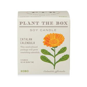 Catalan Calendula Plant The Box Candle