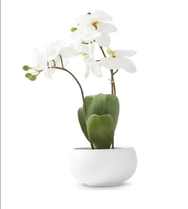 Orchid in Round White Bowl